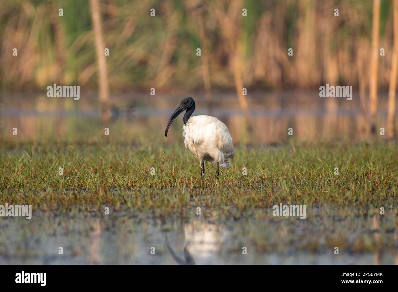 Oiseau Ibis à tête noire dans les marais Banque D'Images