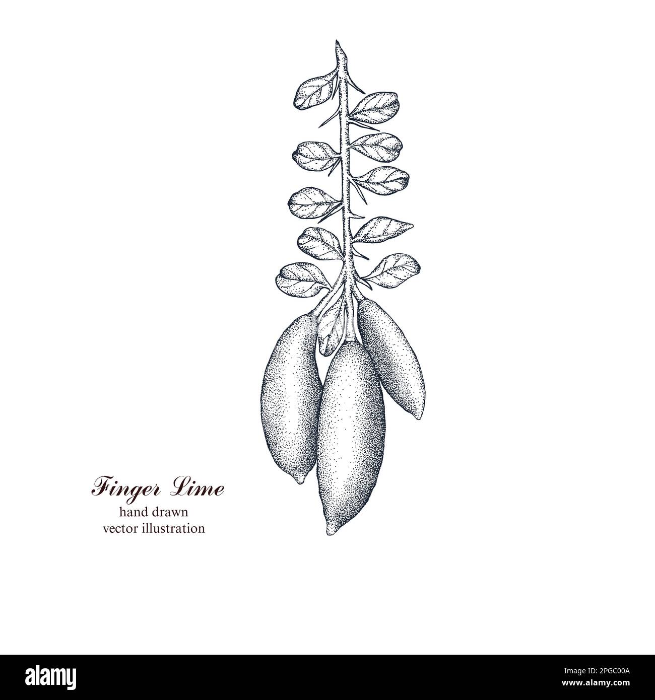 Lime à doigts tirée à la main. Caviar d'agrumes. Caviar d'agrumes tiré à la main. Illustration vectorielle dessinée à la main. Illustration vintage pour le menu, l'étiquette, l'emballage. Illustration de Vecteur