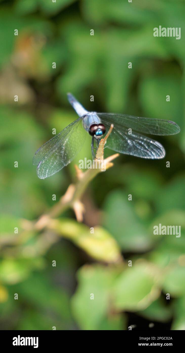 Gros plan photo de la libellule bleue assise sur un bâton. Vue au bord du lac de Bangalore. Banque D'Images