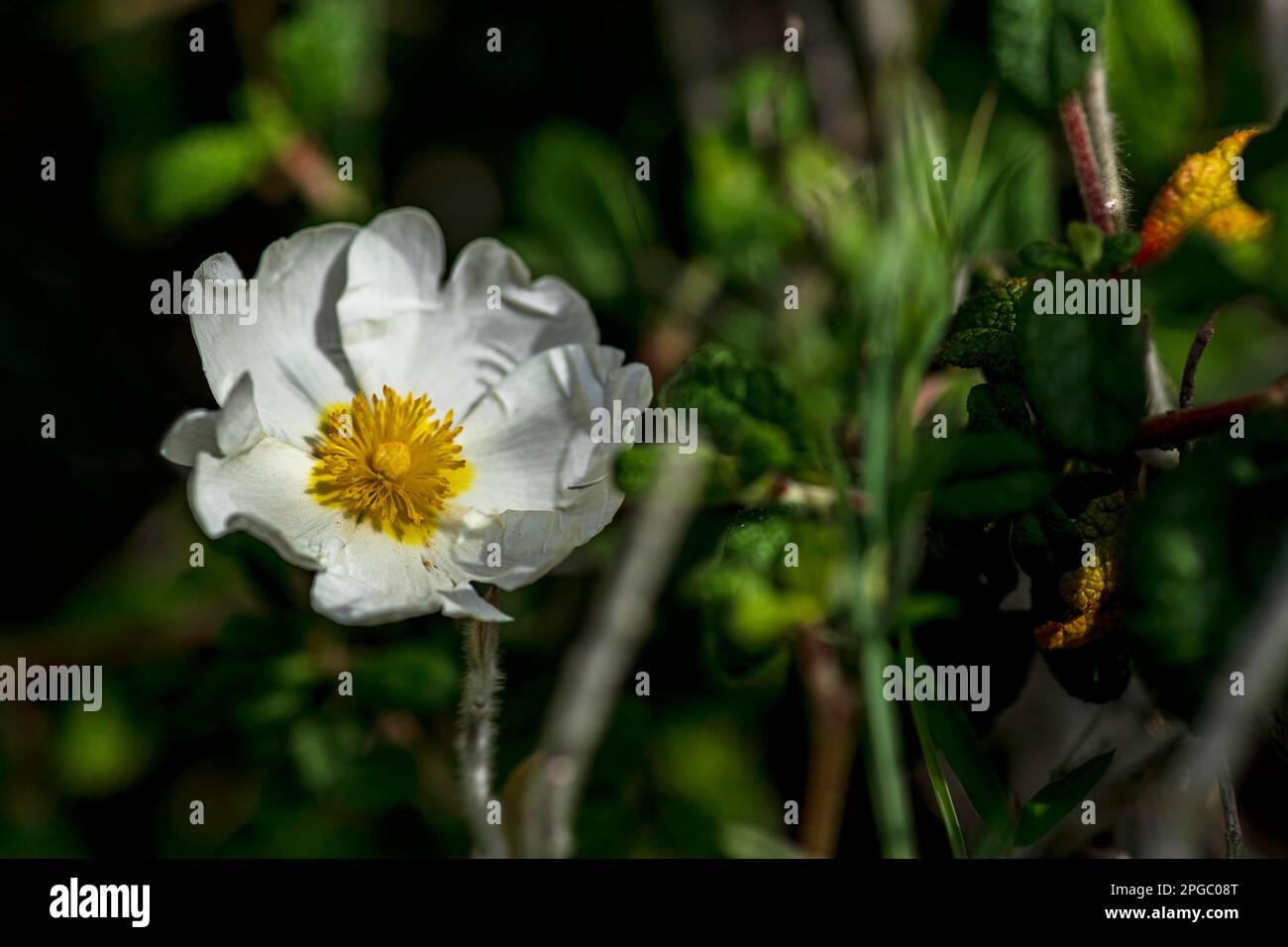 Fleurs blanches sauvages de Salvia Cistus gros plan sur fond vert flou Banque D'Images