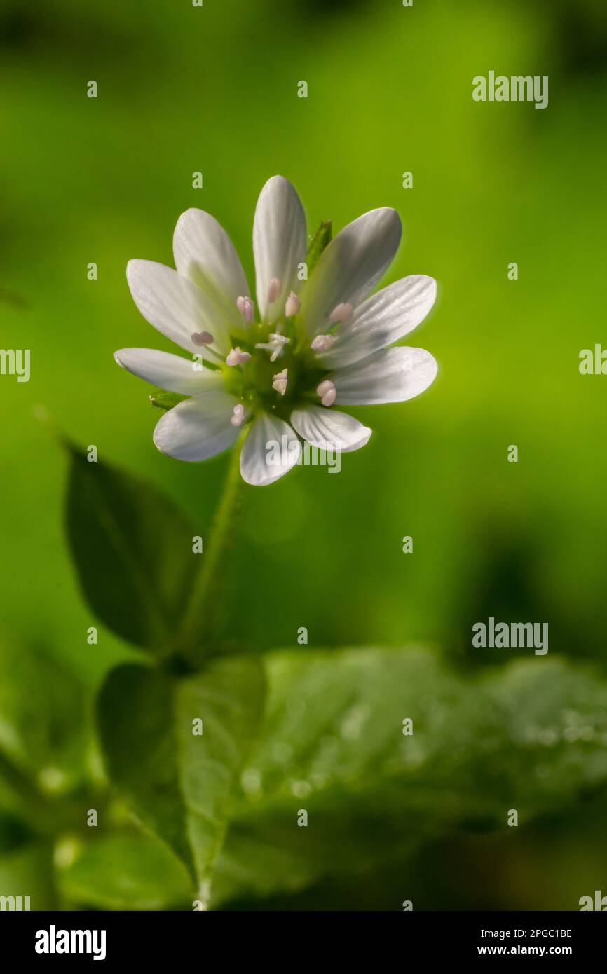 Mauvaise herbe commune, milieu Stellaria, fleur blanche avec fond vert flou. Banque D'Images