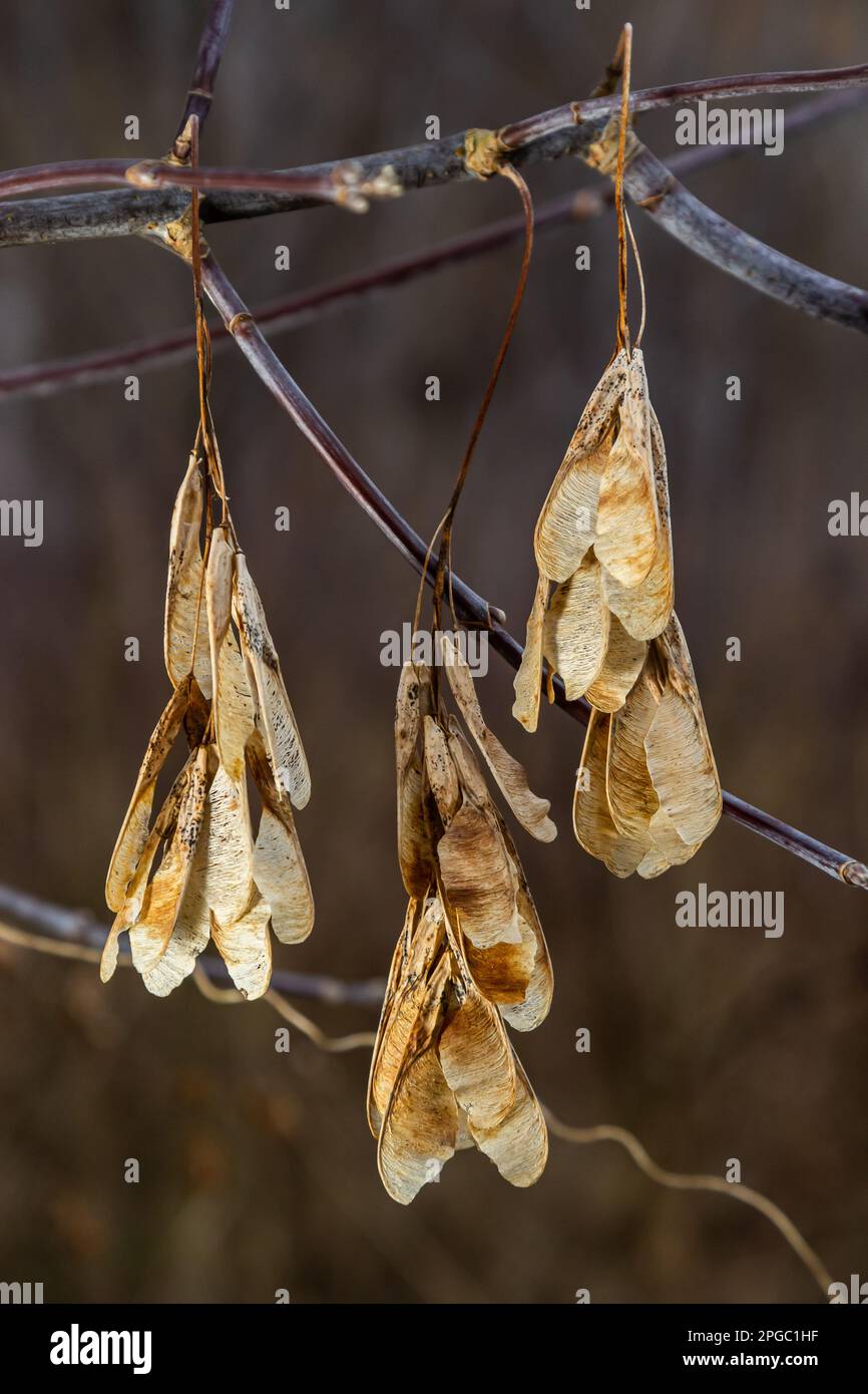 Graines d'érable sèches accrochées à une branche en automne. Banque D'Images