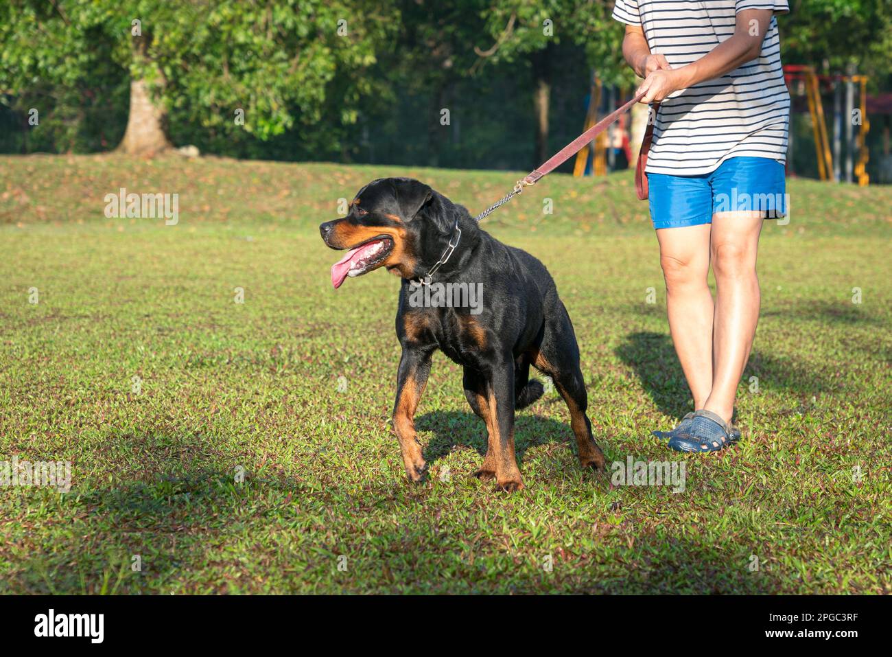 Homme avec son chien Rottweiler sur le terrain. Entraînement de chien ou concept d'été. Banque D'Images