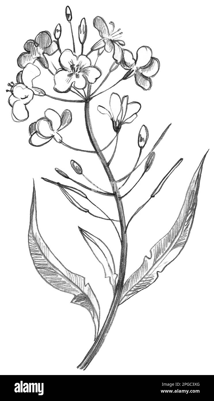 Dessinez des fleurs à la main dans un style vintage. Fleurs, feuilles et herbes. Illustrations botaniques. Banque D'Images