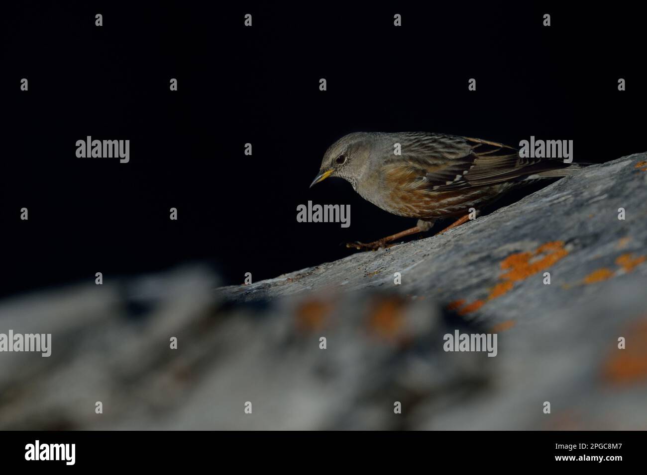 Accentor alpin, Little songbird, petit oiseau de passereau trouvé dans les montagnes plus hautes comme les alpes Banque D'Images