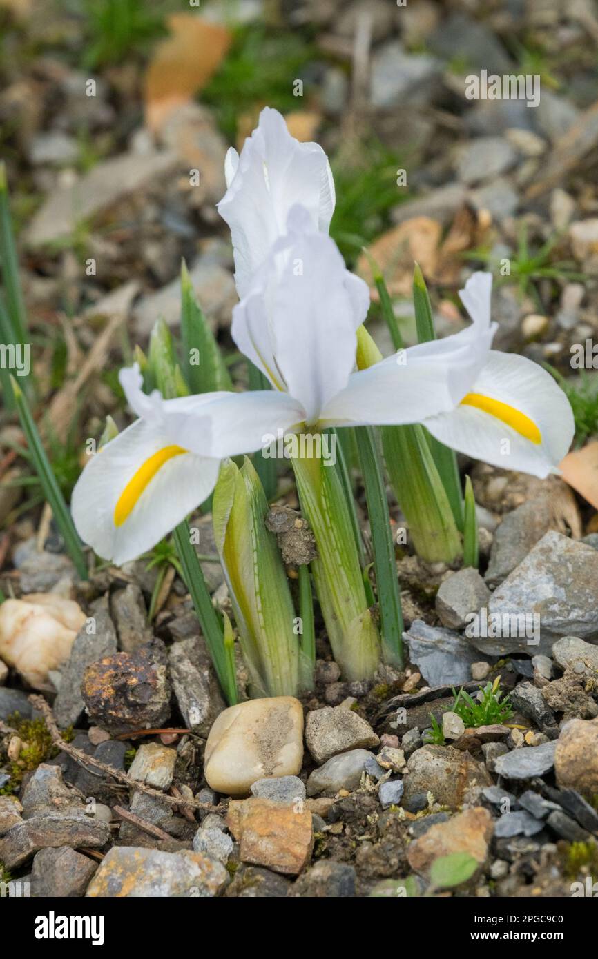 Iris nain, Iris, Portrait, Rockery, jardin, Iris reticulata 'White Caucase' début printemps, Fleur, belle, Bloom Banque D'Images