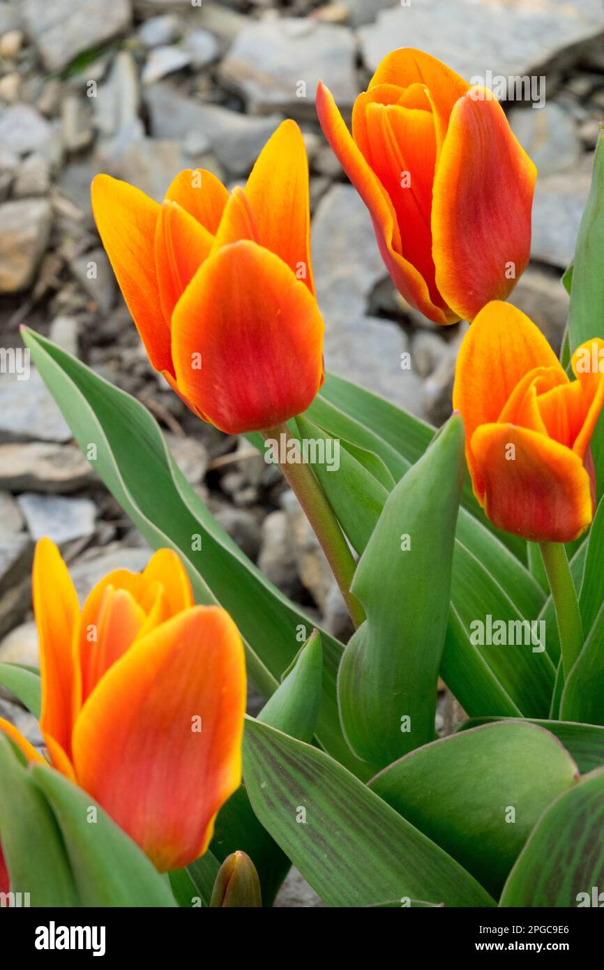 Tulipe à nénuphars, Tulipa kaufmanniana 'Shakespeare', tulipe à nénuphars Banque D'Images
