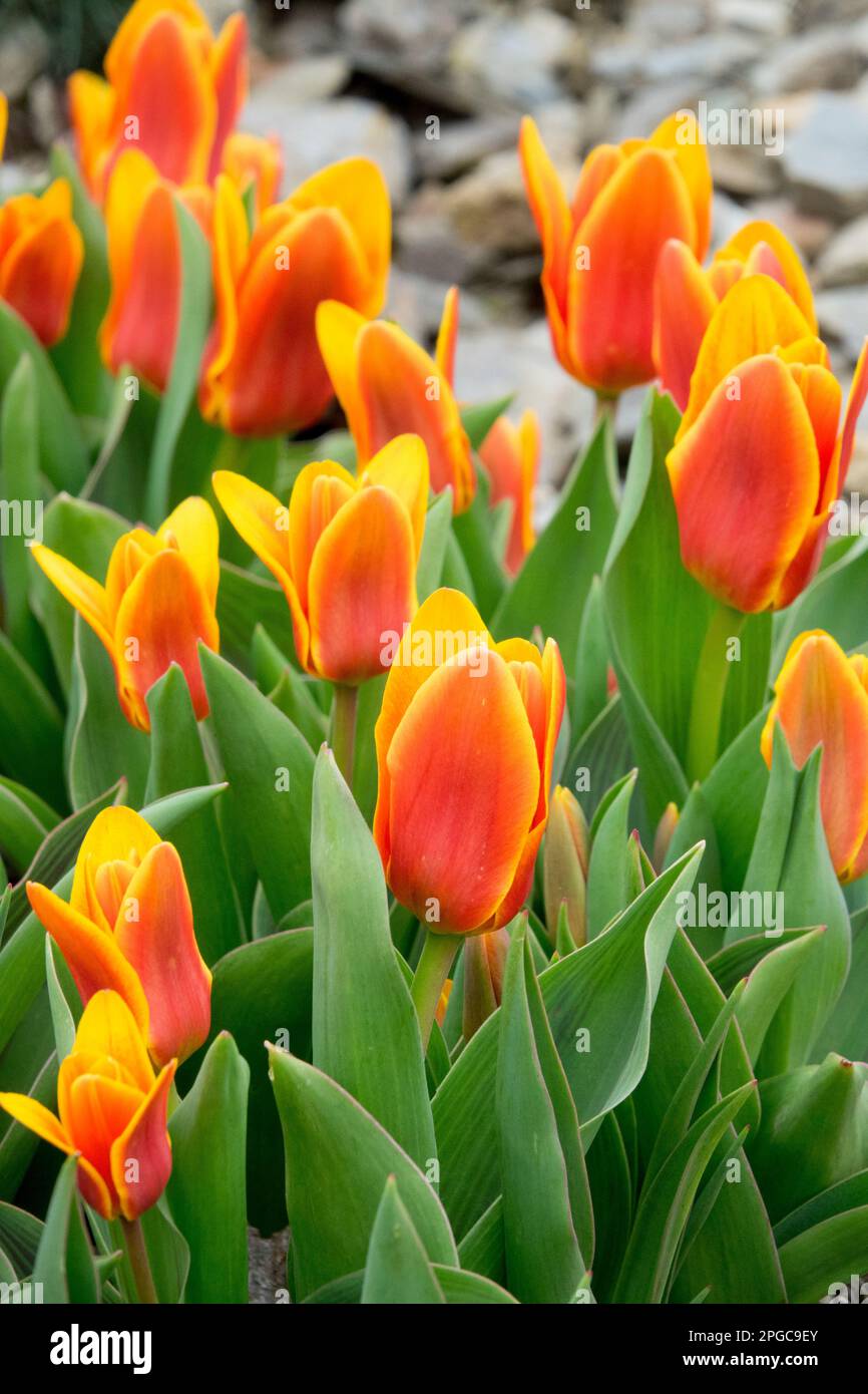 Tulipe à nénuphars, printemps, petit, tulipes, jaune orange, Tulipa kaufmanniana 'Shakespeare', tulipe, plante, Blooms Banque D'Images