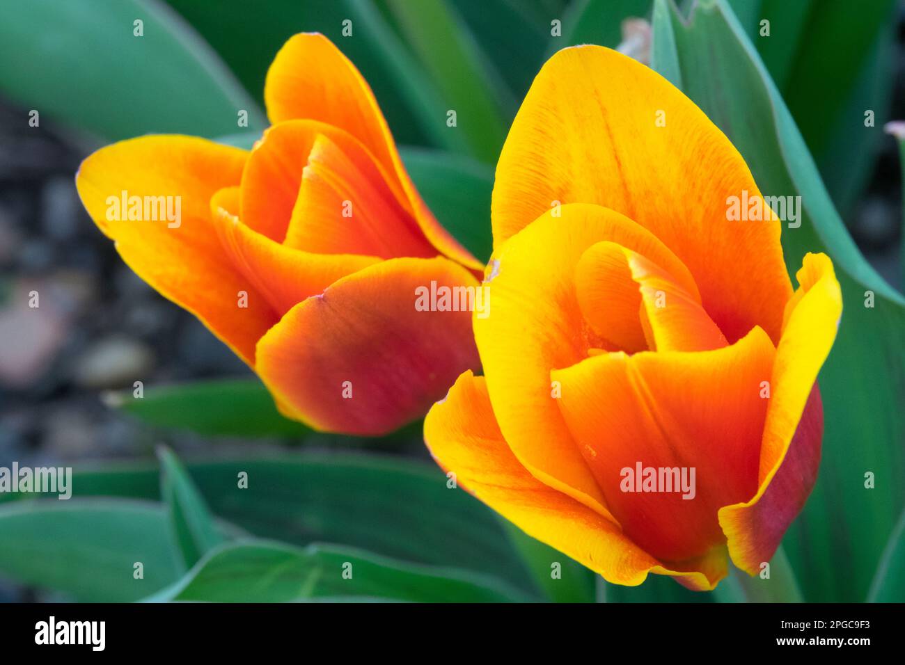 Tulipa kaufmanniana Shakespeare, Liliaceae, fleurs, Tulipa, Fleur, Tulipe de nénuphars, jaune orangé, gros plan, tulipes Banque D'Images