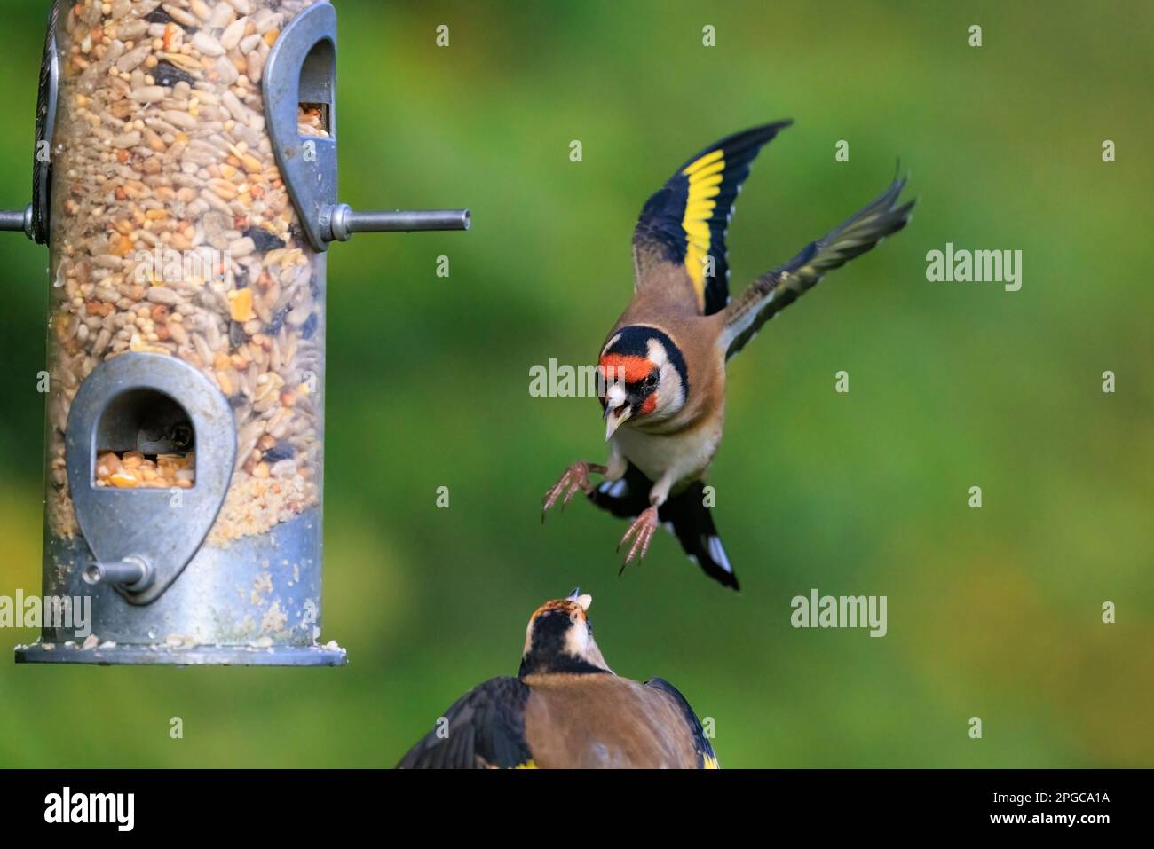 Les goldfinches européens [ Carduelis carduelis ] se battent au convoyeur de jardin Banque D'Images