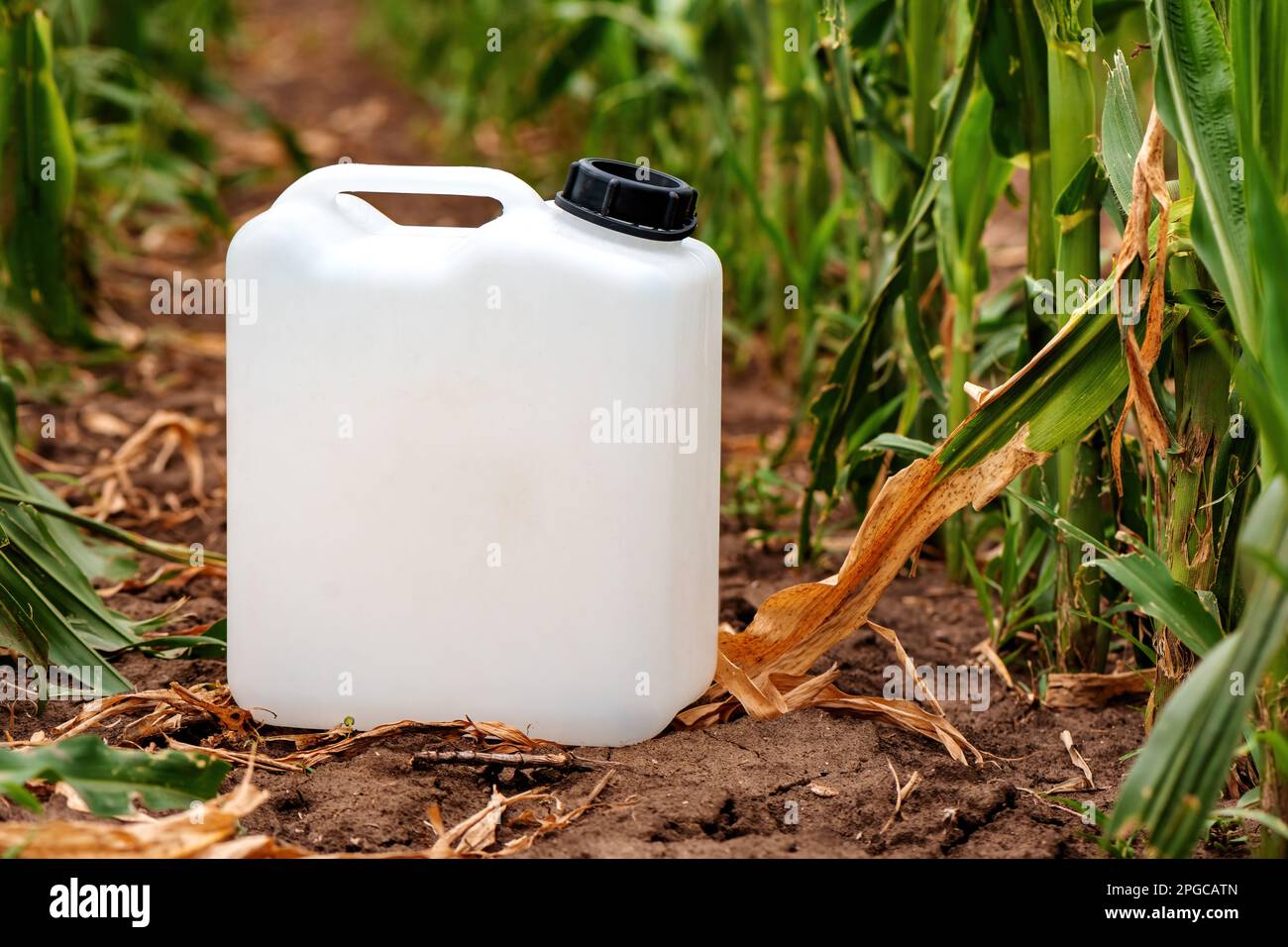 Carafe en plastique blanc maquette vierge pour herbicide chimique dans le champ de maïs cultivé, mise au point sélective Banque D'Images