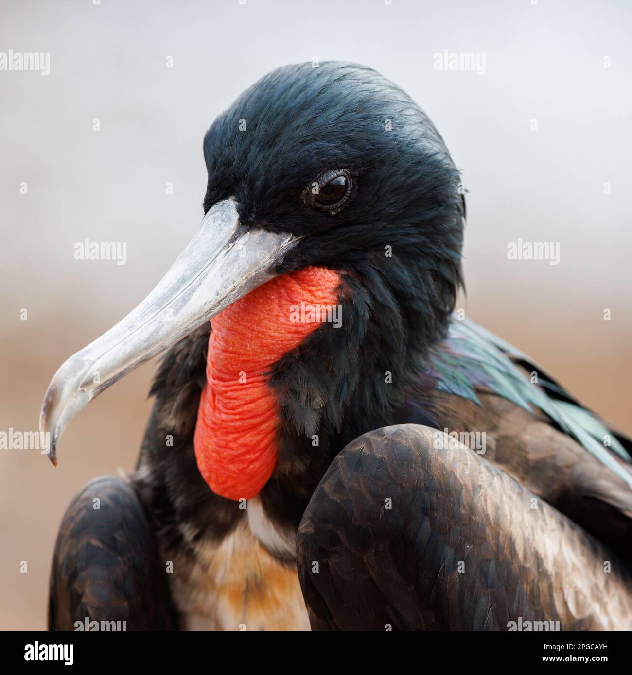 Portrait détaillé en gros plan mâle grand frégatebird (Fregata minor) avec sac gular rouge Banque D'Images