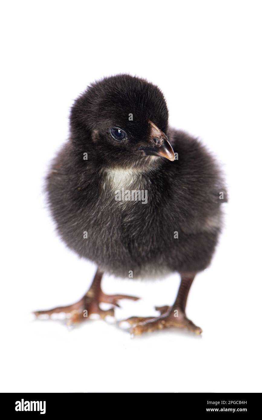 Le poulet mignon isolé sur fond blanc ressemble à l'appareil photo Banque D'Images