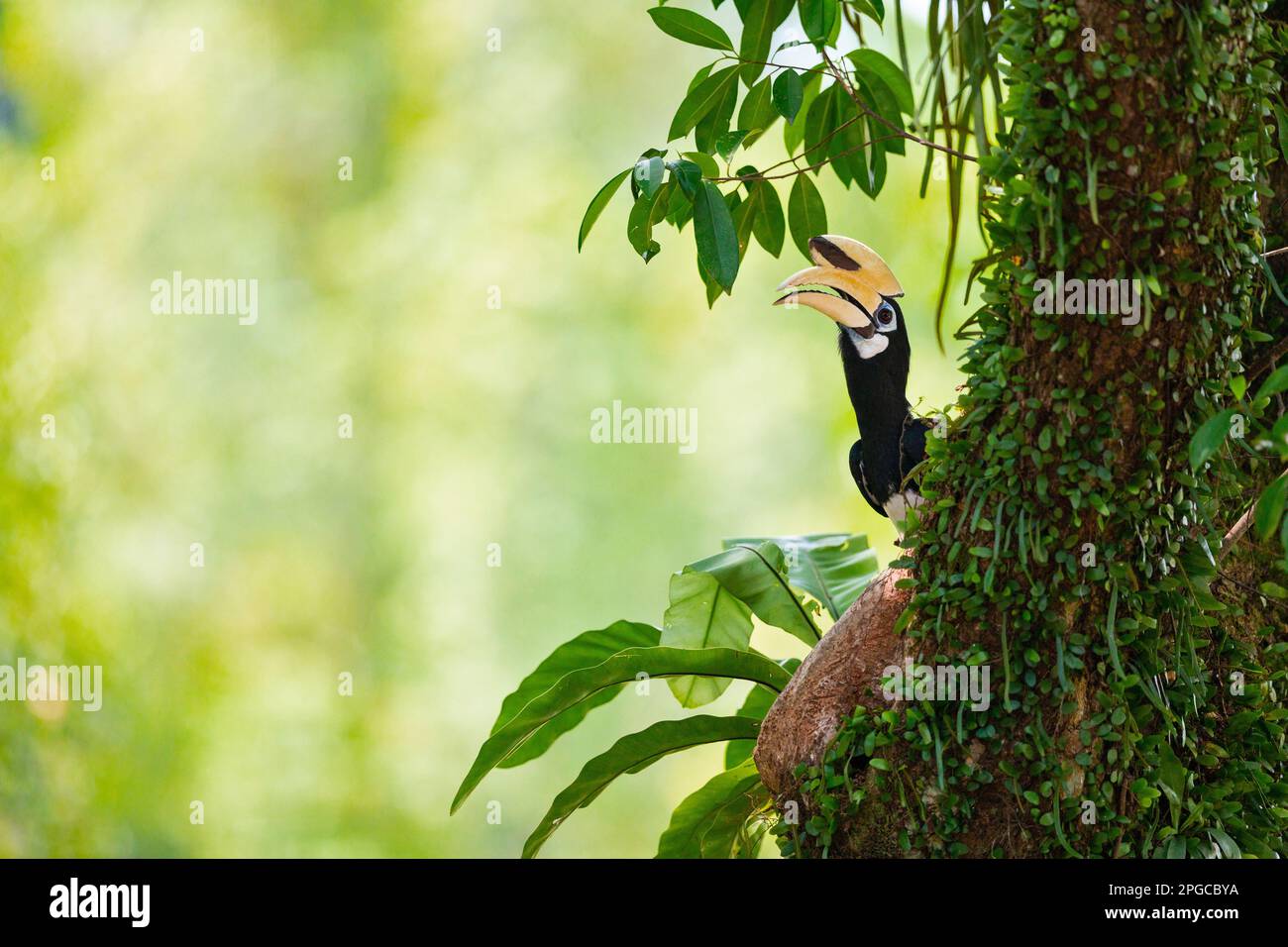 Adulte mâle oriental pied charme appelant la femelle à un emplacement de nid potentiel dans un arbre, Singapour. Banque D'Images