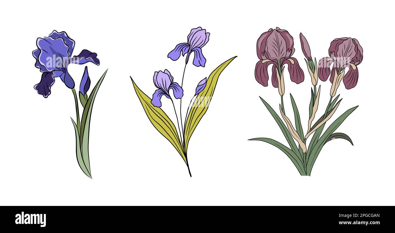 Ensemble botanique de fleurs du mois de la naissance de février de l'Iris Illustration de Vecteur