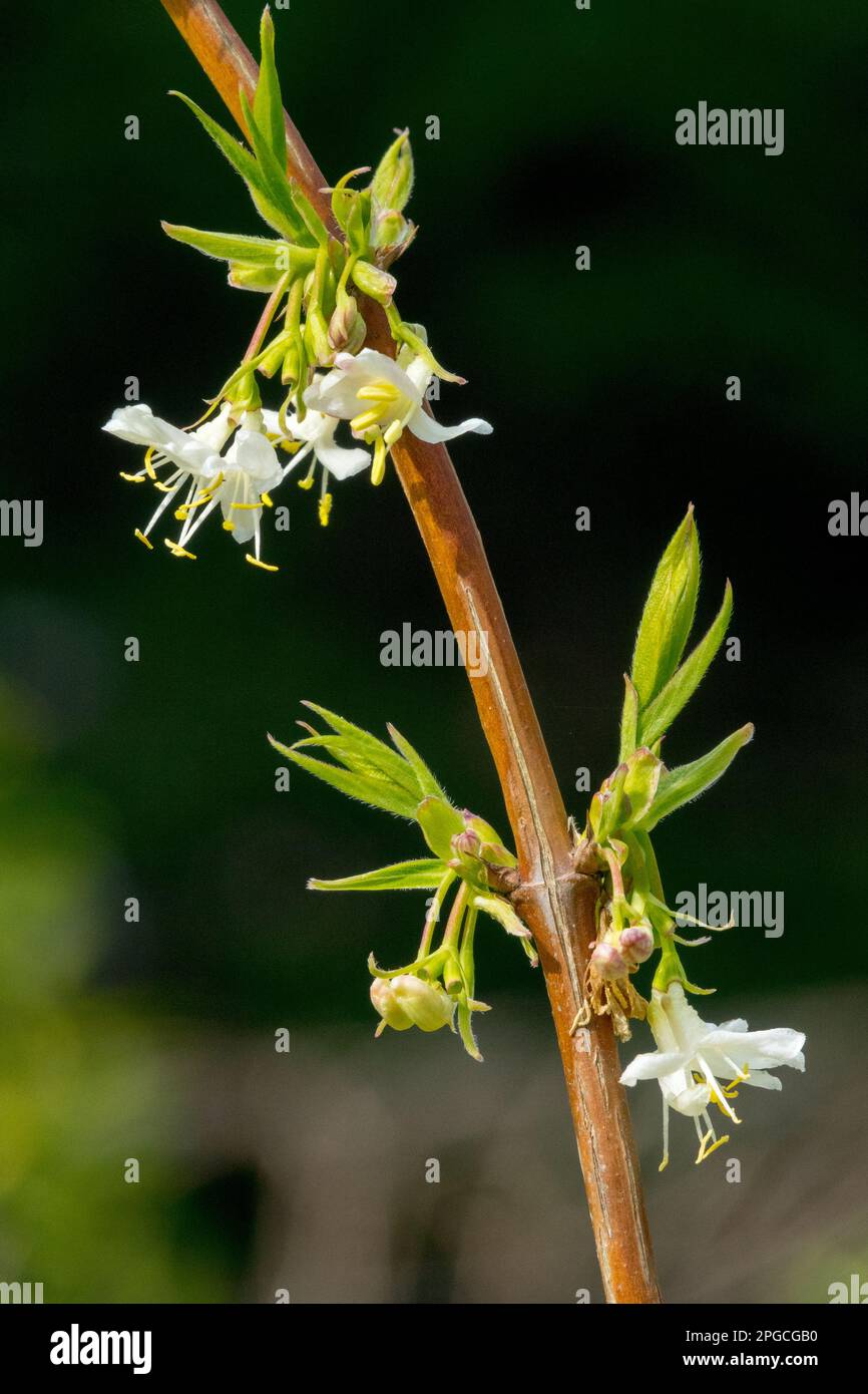 Chèvrefeuille, Lonicera purpusii « Beauté d'hiver » Banque D'Images