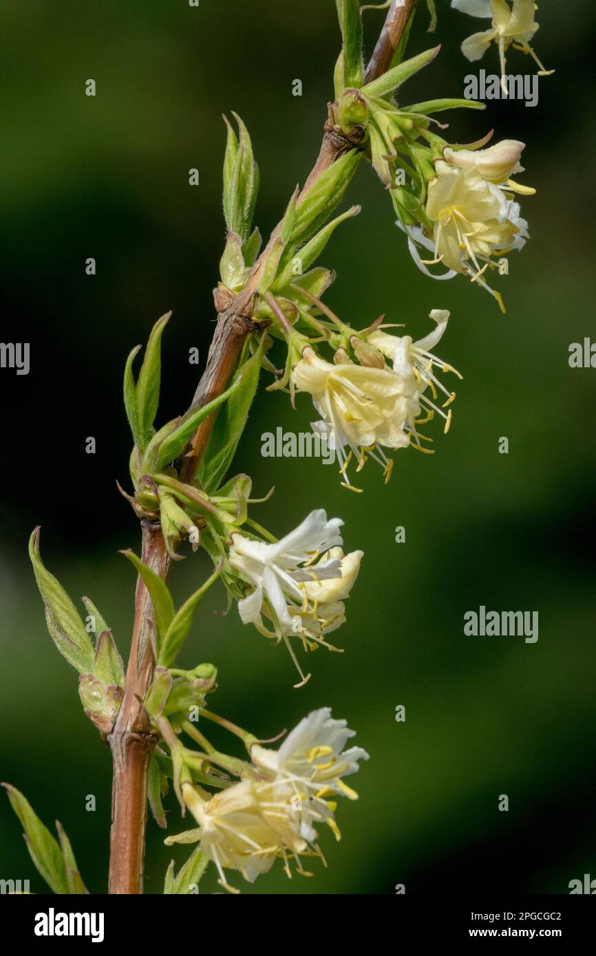 Lonicera, usine, mars, fleurs, succursale, Fleurs, Honeysuckle, Lonicera x purpusii, hiver, arbuste Banque D'Images