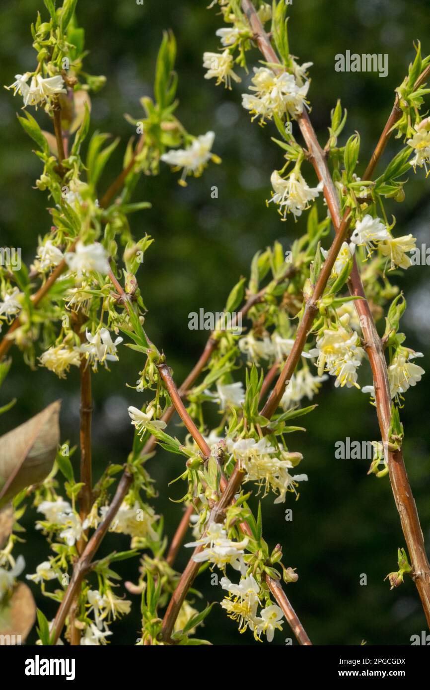 Arbustes fleuris, Lonicera, Honeysuckle, Lonicera purpusii 'Beauté d'hiver', printemps, arbustes, fleurs, branches, Les Honeysuckles Banque D'Images