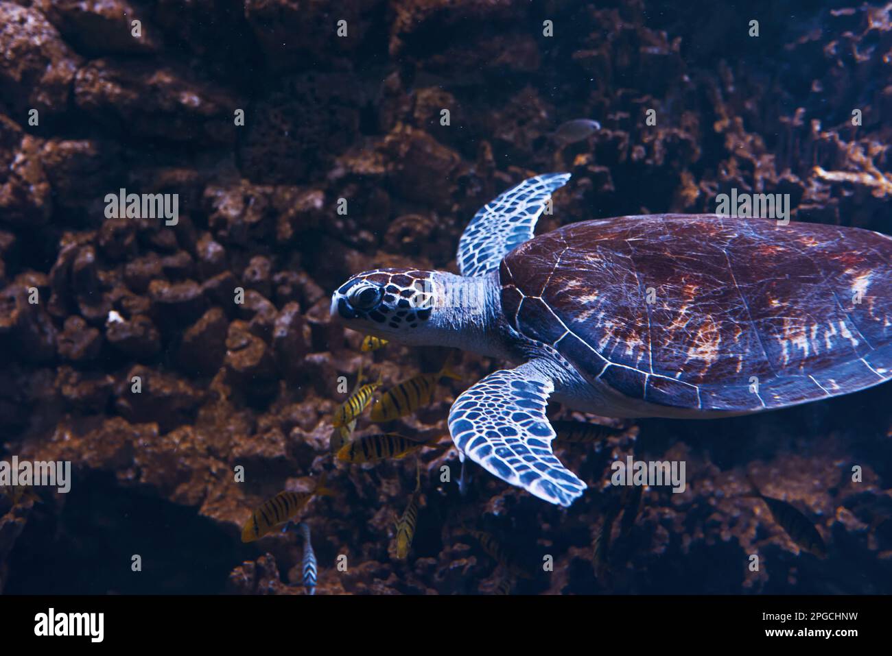 Tortue sur les rochers. Vue sous-marine en gros plan sur les poissons tropicaux. La vie dans l'océan Banque D'Images