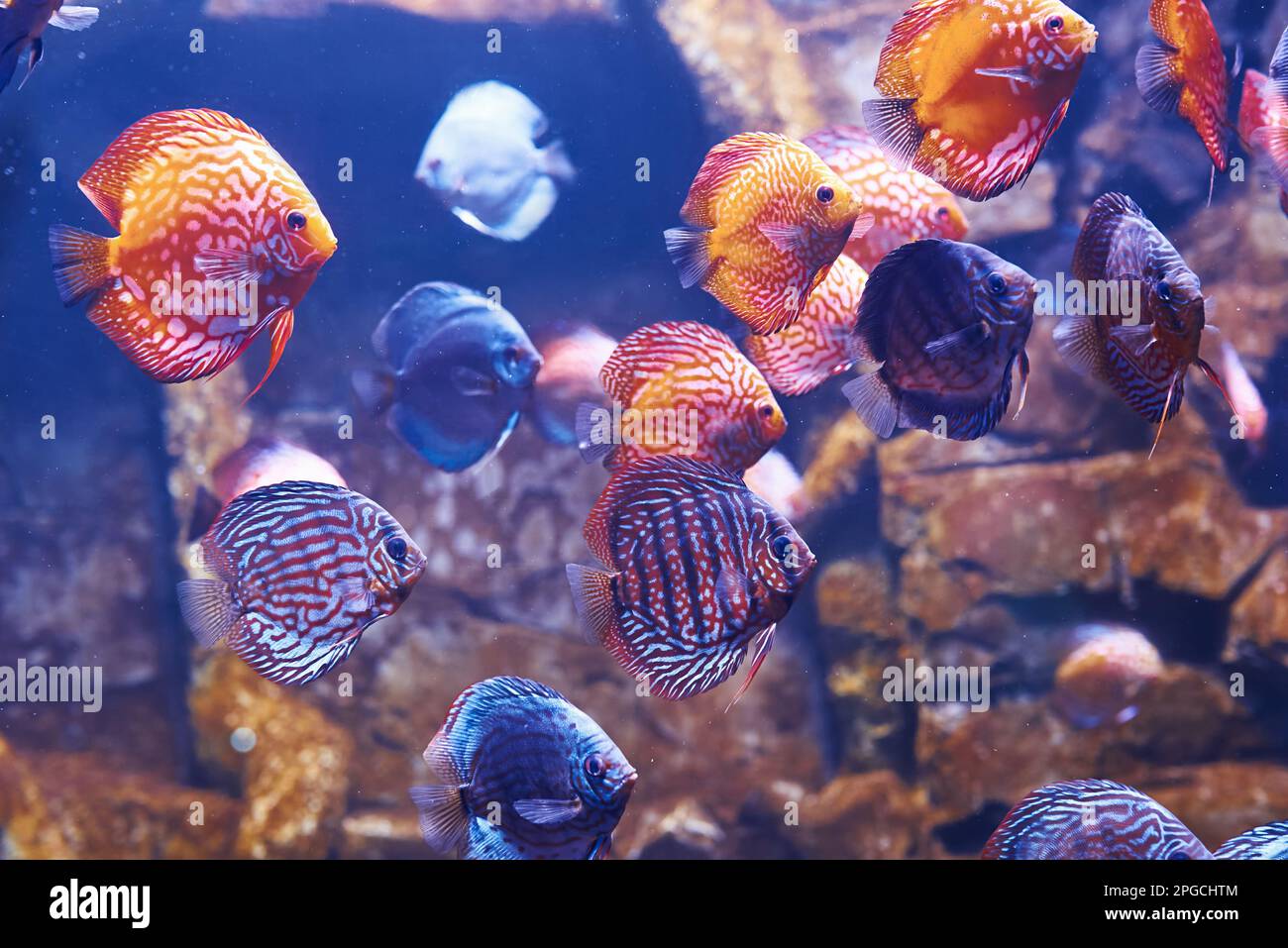 Aracana ornata et orchidée aulonocara. Vue sous-marine en gros plan sur les poissons tropicaux. La vie dans l'océan Banque D'Images