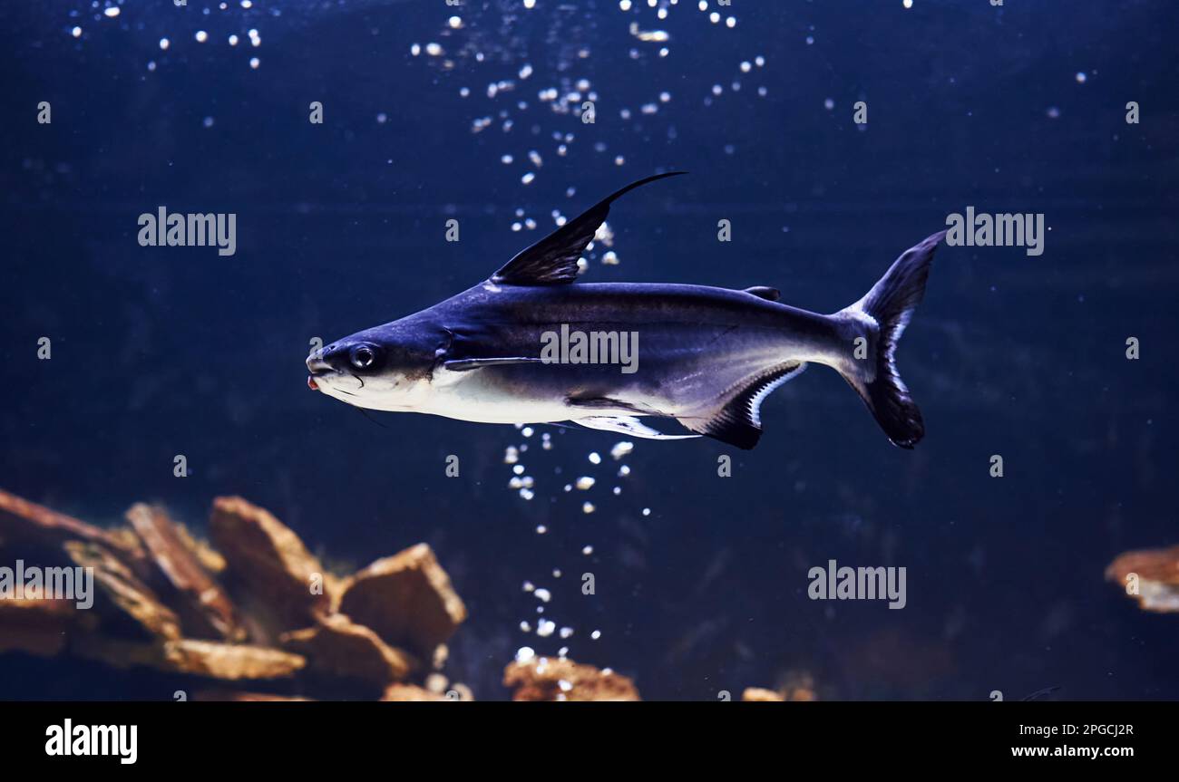 Pangasiidae animal. Vue sous-marine en gros plan sur les poissons tropicaux. La vie dans l'océan Banque D'Images