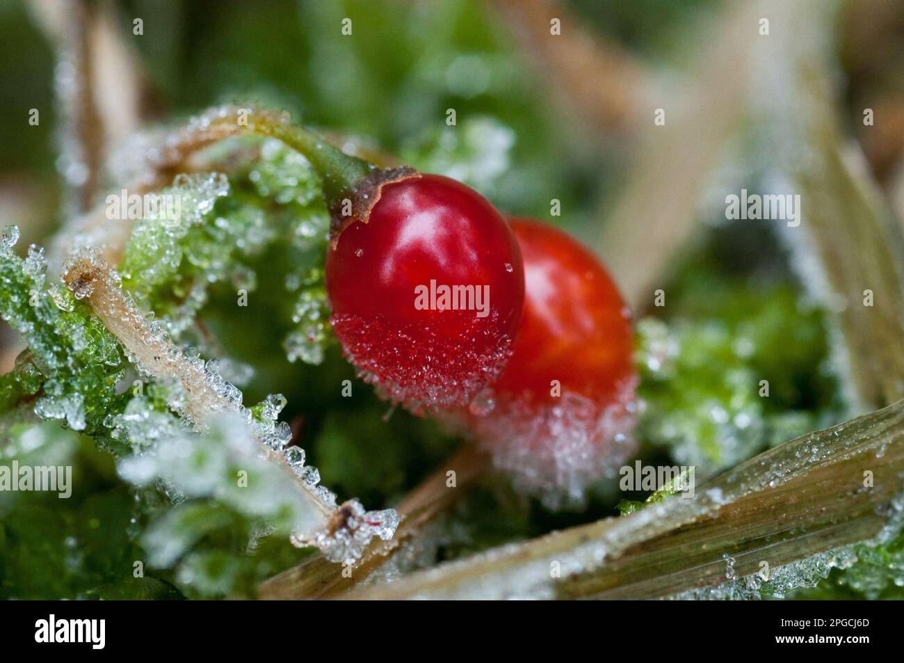 la bellezza e la particularité della natura à montagna, gli elementi naturali. Banque D'Images