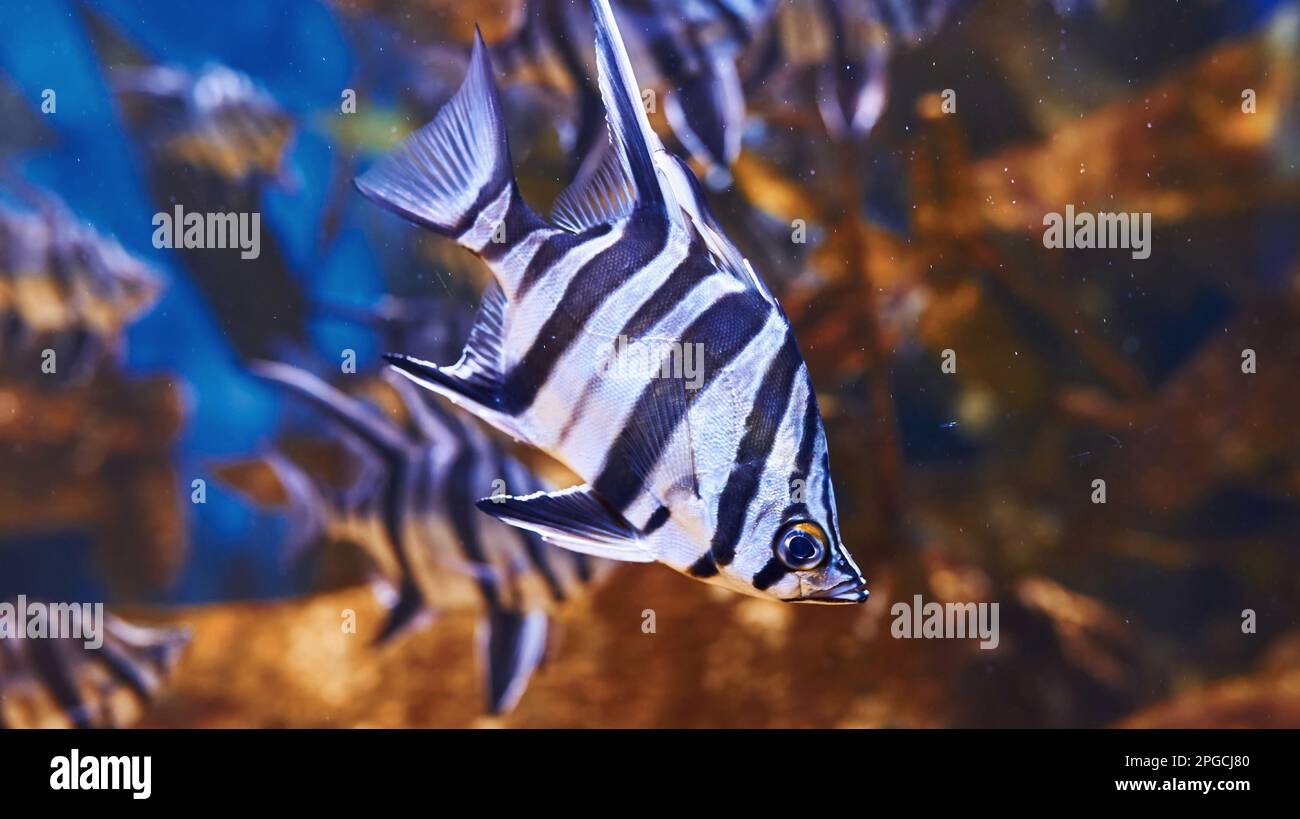 Enoplosus armatus. Vue sous-marine en gros plan sur les poissons tropicaux. La vie dans l'océan Banque D'Images