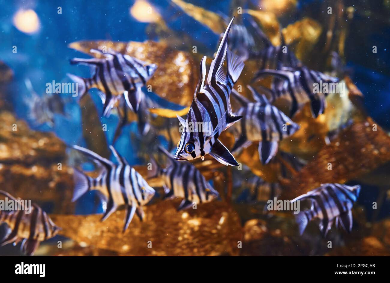 Enoplosus armatus. Vue sous-marine en gros plan sur les poissons tropicaux. La vie dans l'océan Banque D'Images