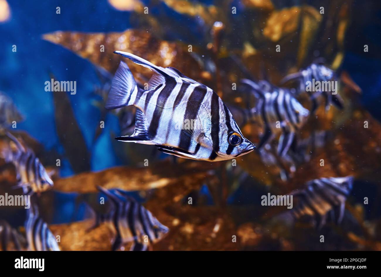 Enoplosus armatus. Vue sous-marine en gros plan sur les poissons tropicaux. La vie dans l'océan Banque D'Images