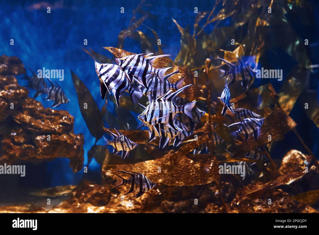 Enoplosus armatus. Vue sous-marine en gros plan sur les poissons tropicaux. La vie dans l'océan Banque D'Images