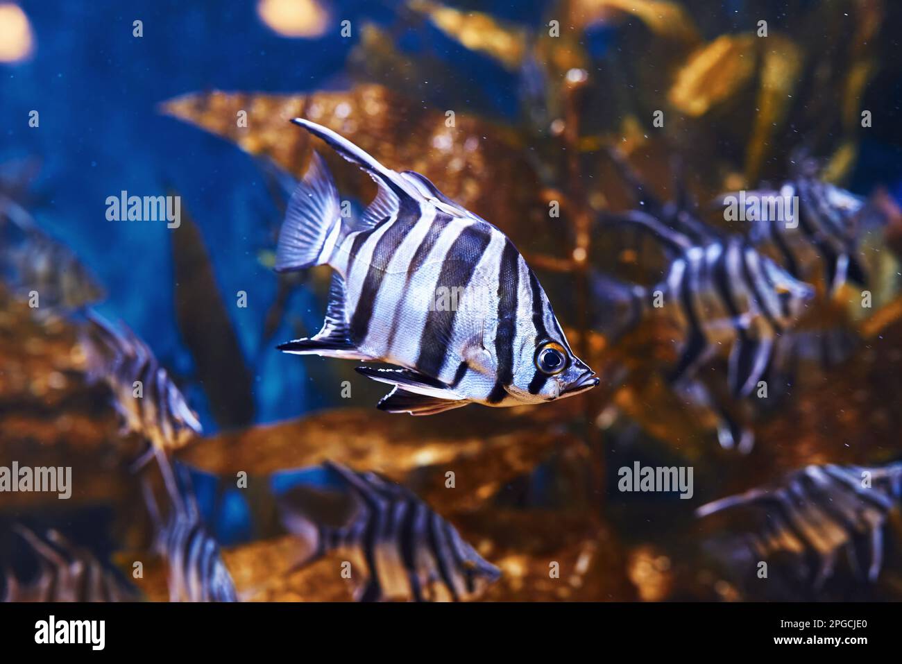 Enoplosus armatus. Vue sous-marine en gros plan sur les poissons tropicaux. La vie dans l'océan Banque D'Images