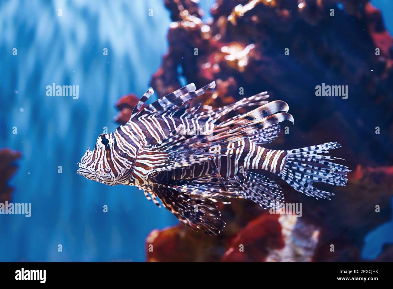 Volitans Pterois. Vue sous-marine en gros plan sur les poissons tropicaux. La vie dans l'océan Banque D'Images