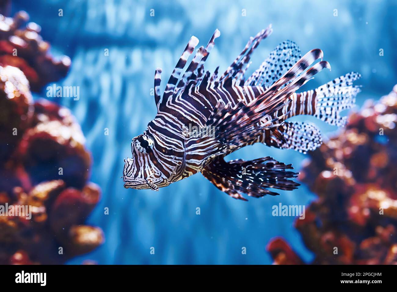 Volitans Pterois. Vue sous-marine en gros plan sur les poissons tropicaux. La vie dans l'océan Banque D'Images