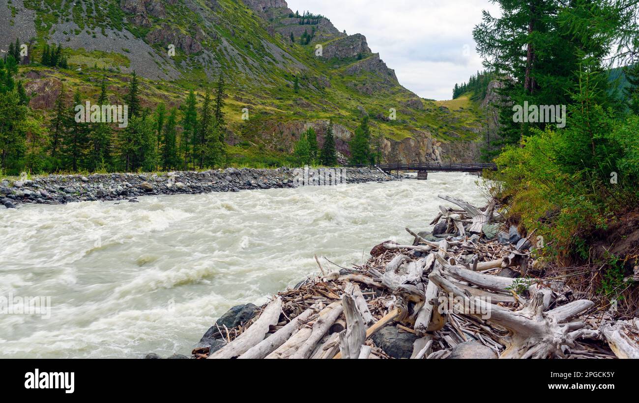 Des arbres secs projetés par le cours de la rivière sur les rives de la rivière de montagne Chuya sur la baie de l'Altai en Sibérie. Banque D'Images