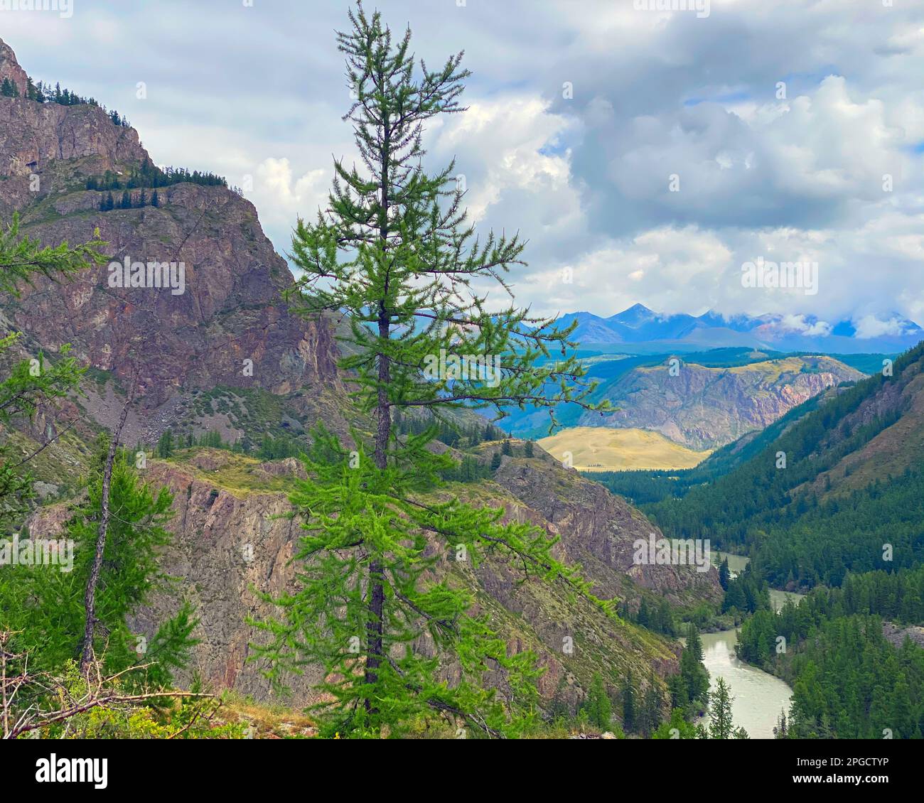 L'épicéa solitaire sur la toile de fond d'un panorama de montagnes sous les nuages avec la rivière Chuya sous une falaise en pierre dans l'Altaï en Sibérie. Banque D'Images