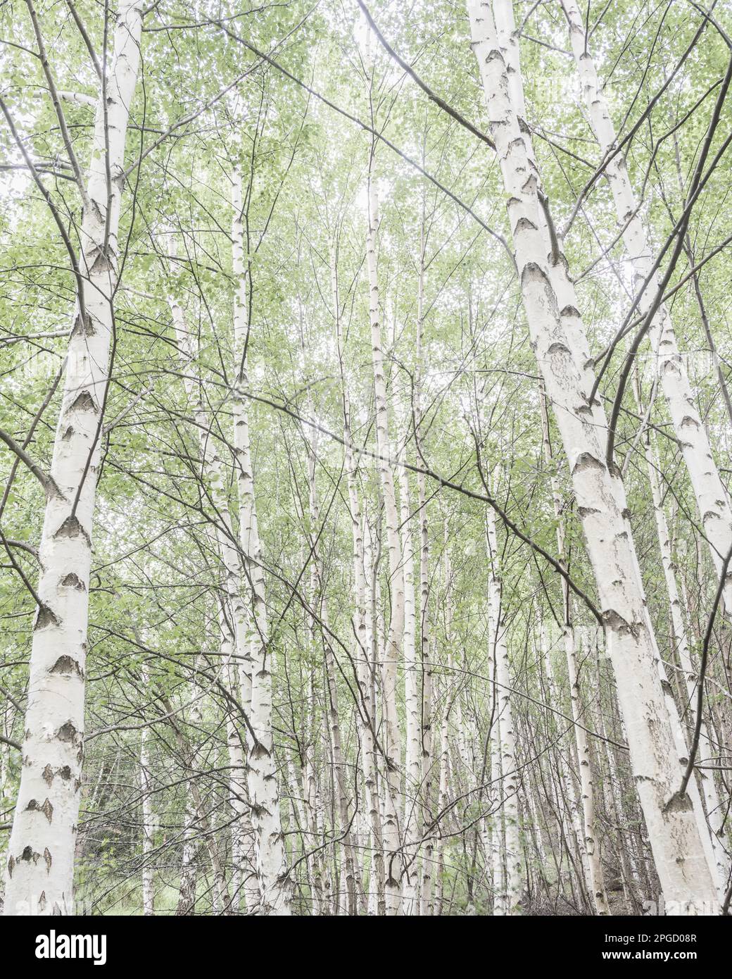 Une vue à angle bas d'un tronc de bouleau dans une forêt d'été tranquille, mettant en valeur la beauté et la croissance de la nature. Banque D'Images