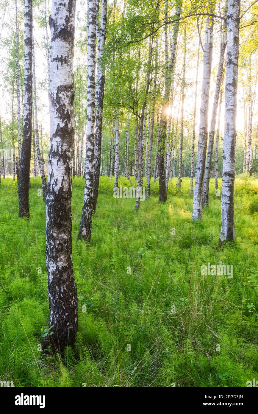 Lumière du soleil à travers une forêt de bouleaux et d'herbe verte Banque D'Images