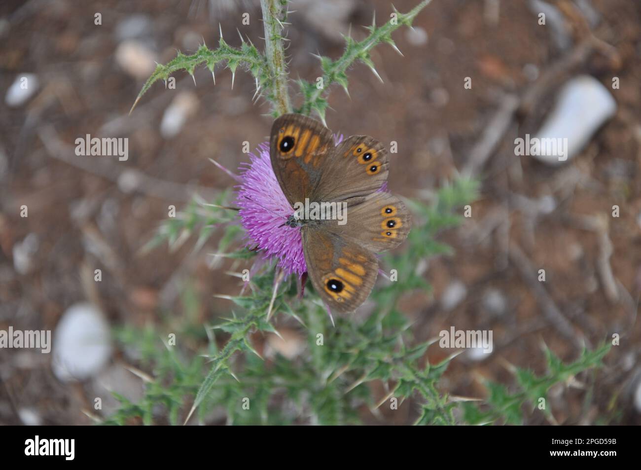 Marie chardon avec fleur en été, Silybum marianum.Maniola jurtina, marron Maniola jurtina sur fleur rose Silybum spectabile au coucher du soleil. Banque D'Images