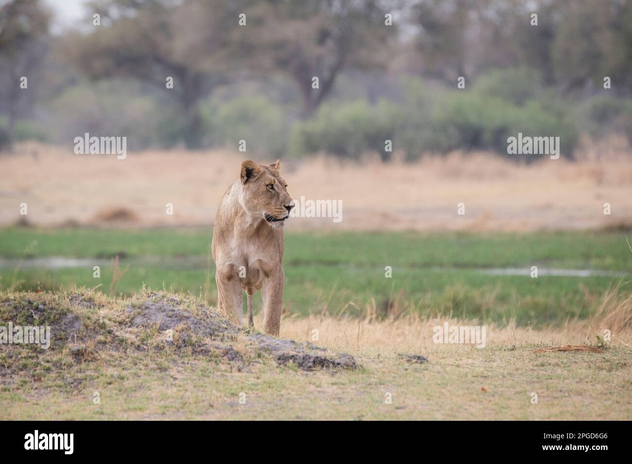 Lioness, Panthera leo, vue de face du lion femelle adulte observant le sont à côté de la rivière Khwai. Okavango Delta, Botswana, Afrique Banque D'Images