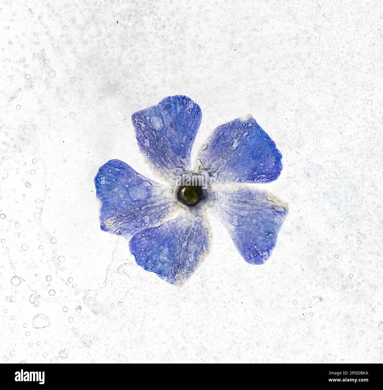 Fleur périWinkle dans la glace Banque D'Images