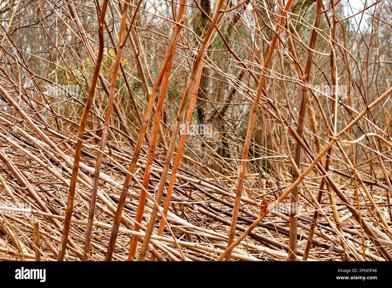 RIGOLE JAPONAISE Reynoutria japonica 3 mètres de haut brun sans feuilles tiges mortes de la plante en hiver Banque D'Images