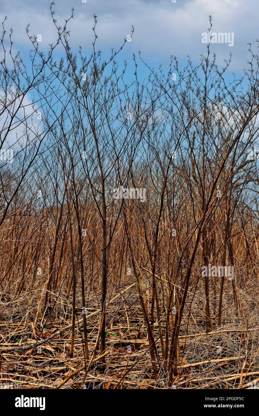 NOUWEED JAPONAIS Reynoutria japonica 3 mètres de haut tiges mortes de la plante envahissante en hiver Banque D'Images