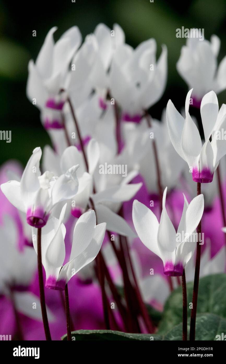 Fleuristes Cyclamen, cyclamen perse, Cyclamen persicum, blanc, violet, Fleurs du début Banque D'Images