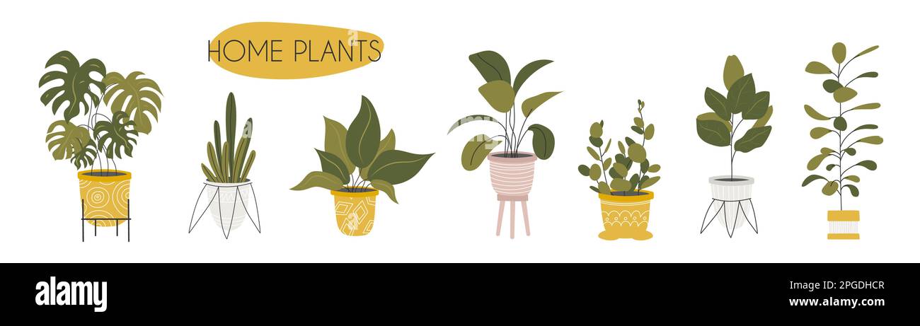 Collection de plantes de maison décoratives Illustration de Vecteur