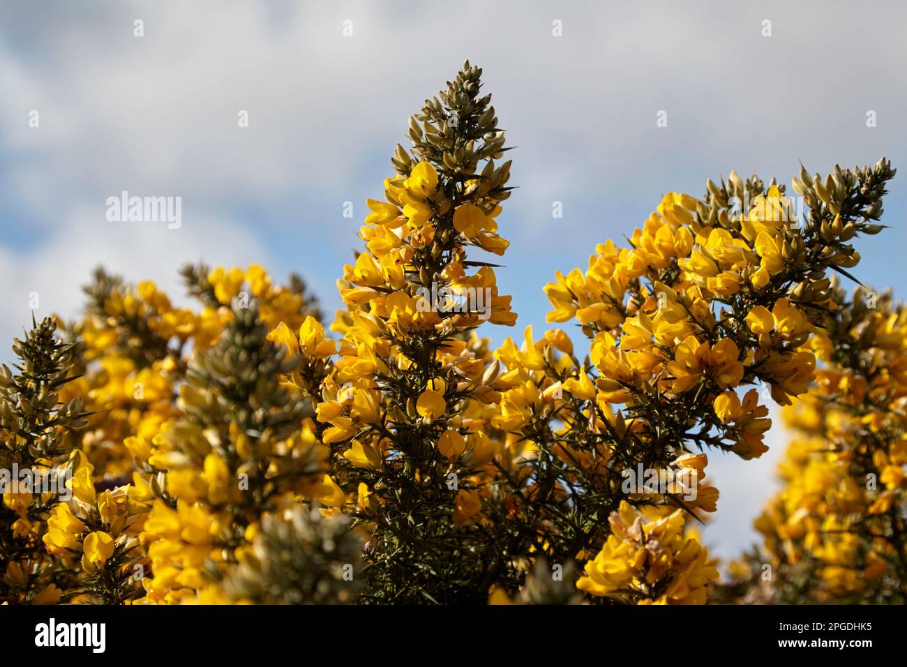 ulex gorse en pleine fleur jaune Newtownabbabbabbabbabbabbabbabbabbabbabbatiale Banque D'Images