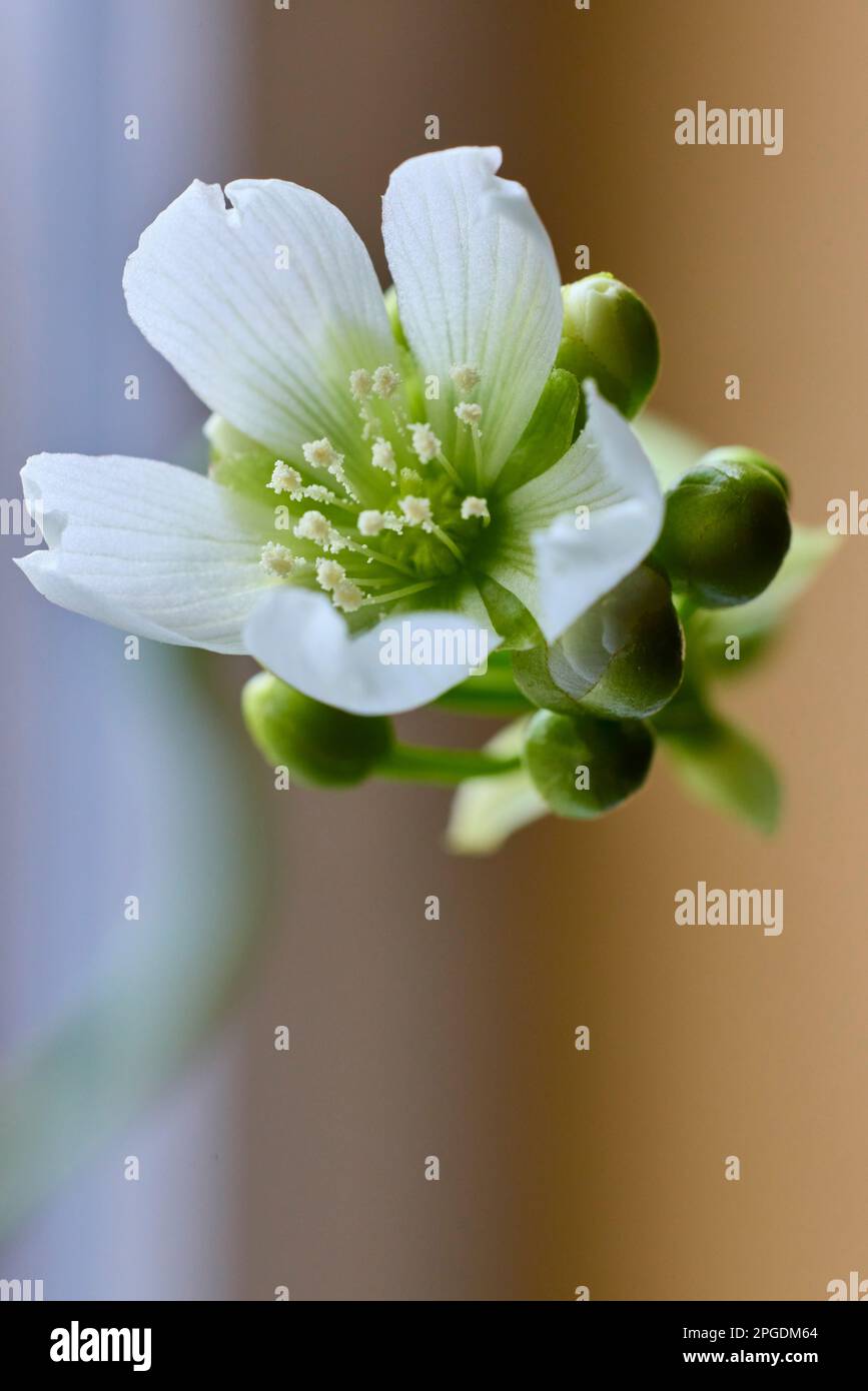 La fleur (Dionaea musicipula) est une plante carnivore qui attrape et digère sa proie, généralement des insectes. Banque D'Images