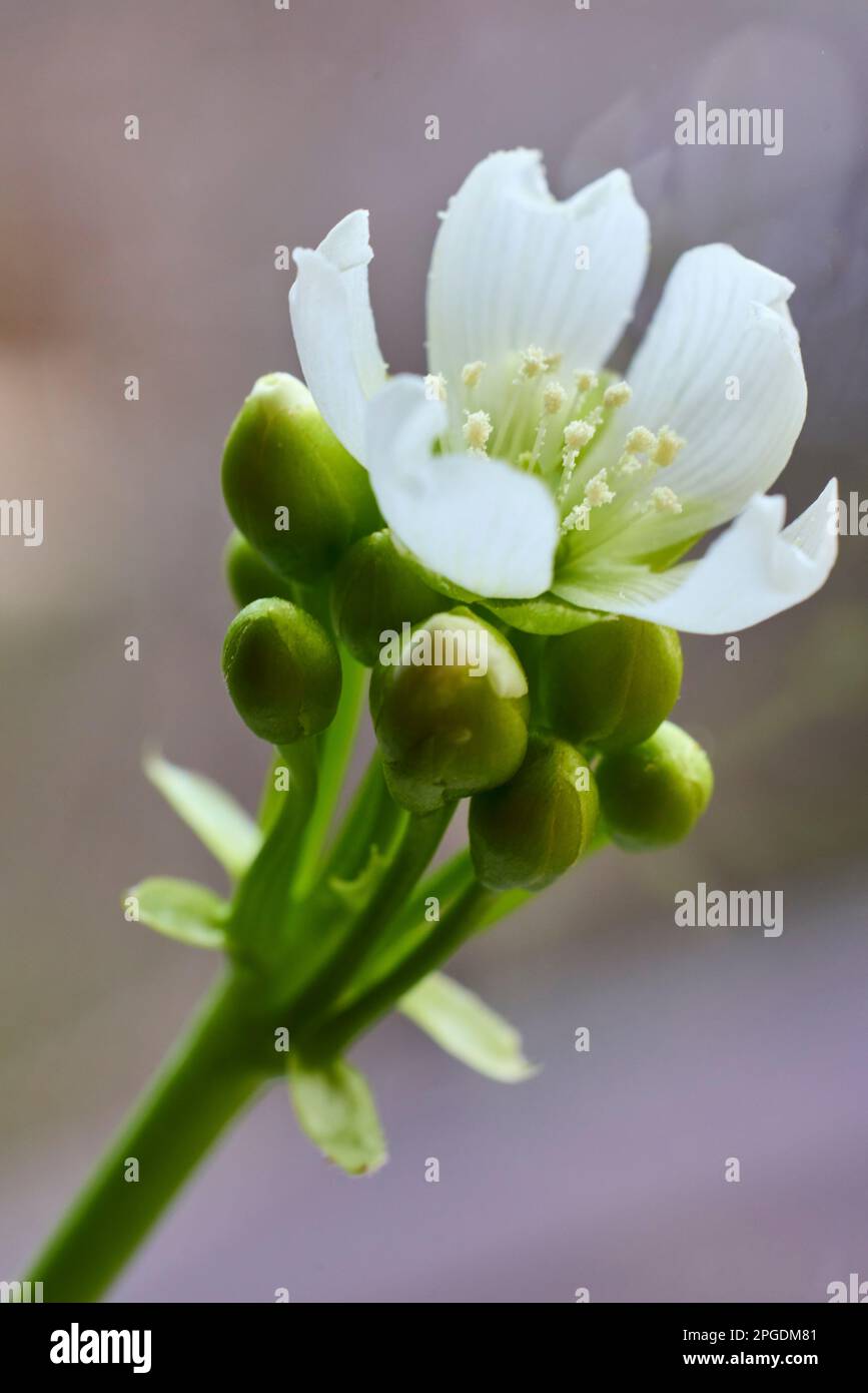 La fleur (Dionaea musicipula) est une plante carnivore qui attrape et digère sa proie, généralement des insectes. Banque D'Images