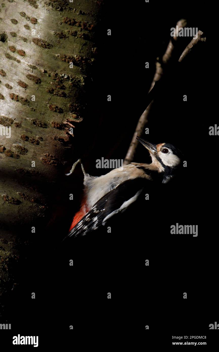 Grand pic à pois au trou de nidification profond dans les bois, Allemagne. Banque D'Images