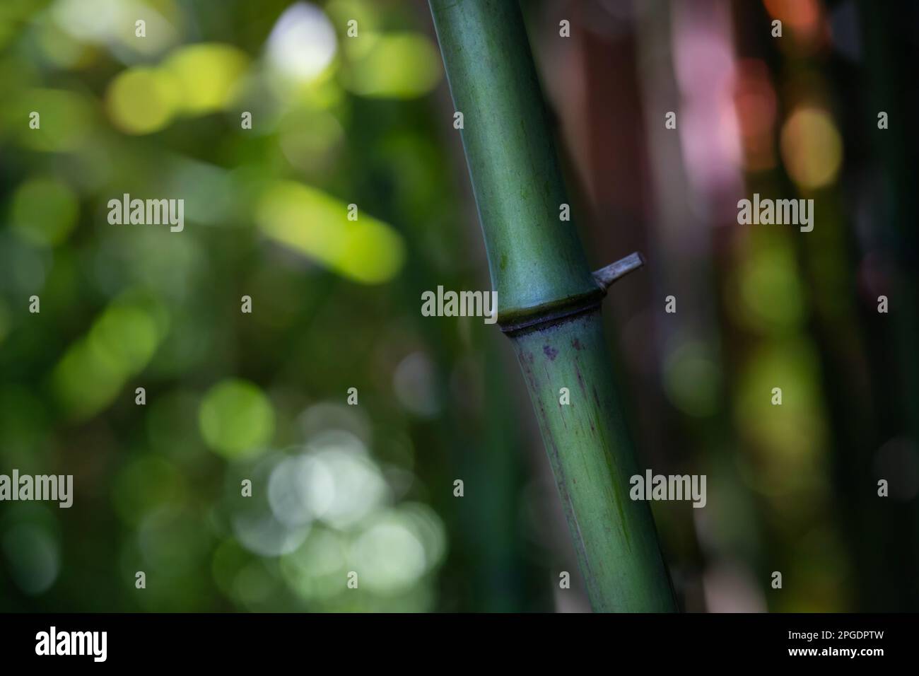 Foyer sélectif d'une tige de bambou dans la forêt de bambou. Vue sombre. Arrière-plan coloré. Vue abstraite. Banque D'Images