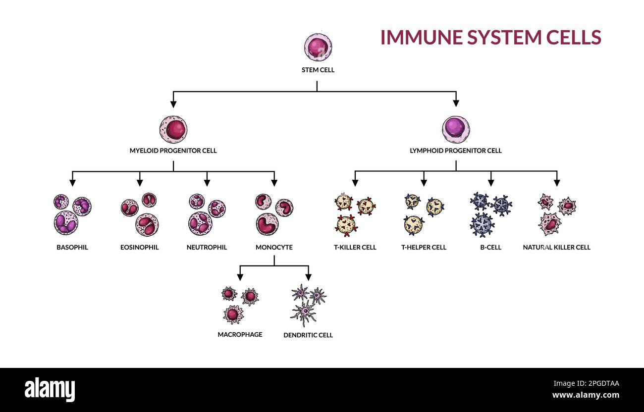 Cellules du système immunitaire adaptatif. Cellules humaines avec noms. Illustration de vecteur de microbiologie scientifique dans un style d'esquisse. format des composants cellulaires du sang Illustration de Vecteur